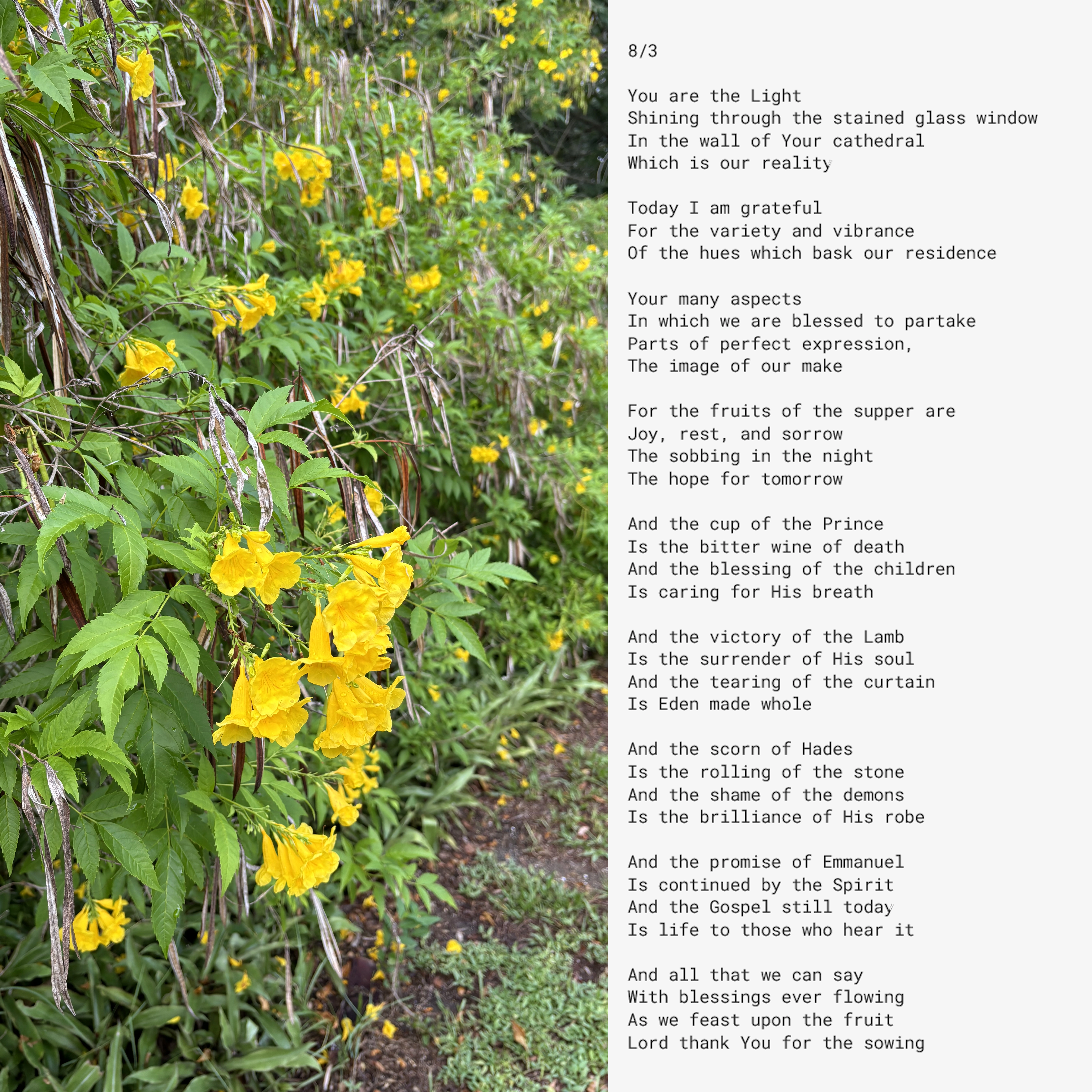 August 3. You are the Light shining through the stained glass window, in the wall of Your cathedral, which is our reality. Today I am grateful for the variety and vibrance of the hues which bask our residence, Your many aspects in which we are blessed to partake, parts of perfect expression, the image of our make. For the fruits of the supper are joy, rest, and sorrow. The sobbing in the night, the hope for tomorrow. And the cup of the Prince is the bitter wine of death, and the blessing of the children is caring for His breath. And the victory of the Lamb is the surrender of His soul, and the tearing of the curtain is Eden made whole. And the scorn of Hades is the rolling of the stone, and the shame of the demons is the brilliance of His robe. And the promise of Emmanuel is continued by the Spirit, and the Gospel still today is life to those who hear it. And all that we can say, with blessings ever flowing, as we feast upon the fruit, Lord thank You for the sowing.